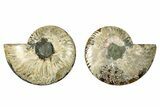 Cut & Polished, Agatized Ammonite Fossil - Madagascar #344470-1